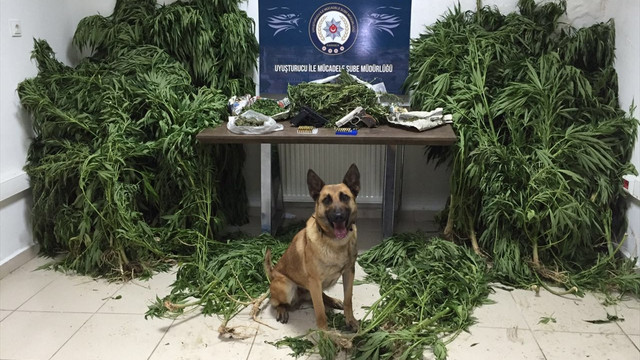 Karabük'te uyuşturucu operasyonu