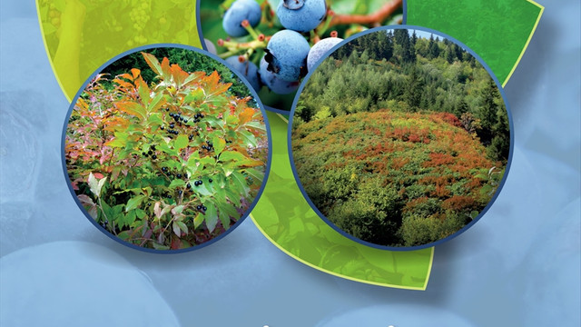 Karadeniz tarımına mavi yemiş desteği