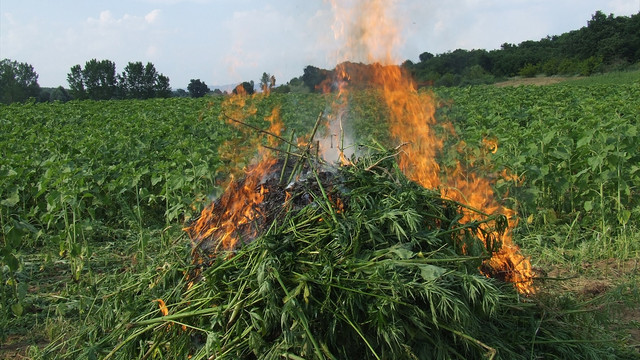 Kırklareli'nde Hint keneviri operasyonu