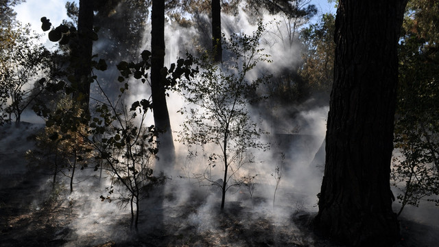Kırklareli'nde orman yangını