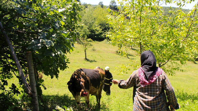 Hayvanlarını yangından kurtarırken yaralandı