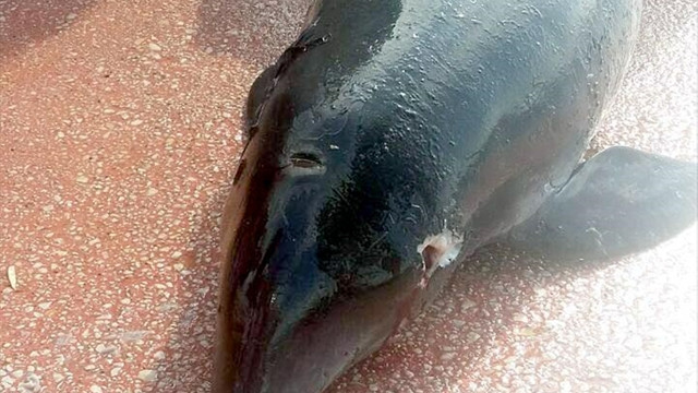 Kocaeli'de ölü yunus karaya vurdu