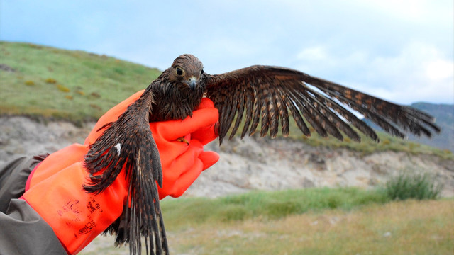 Koruma altındaki 5 kızıl şahin bagajda bulundu