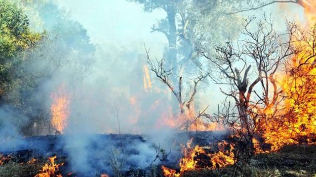 Suriyede başlayan orman yangını Hataya sıçradı!