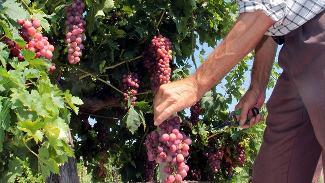 Manisa'da erkenci üzümde hasat başladı