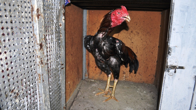 Manisa'da horoz dövüşü operasyonu