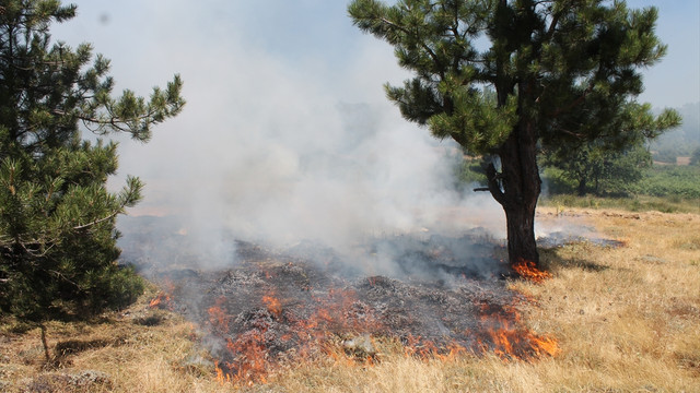 Manisa'da orman yangını