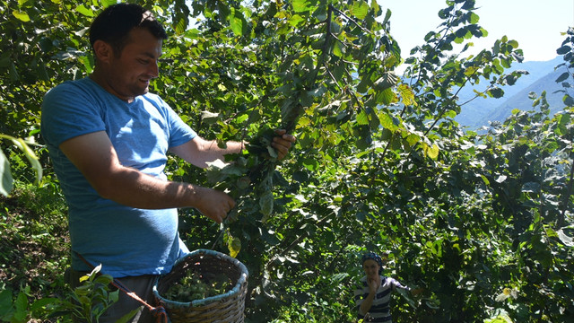 Ordu'da fındık hasadı erken başladı