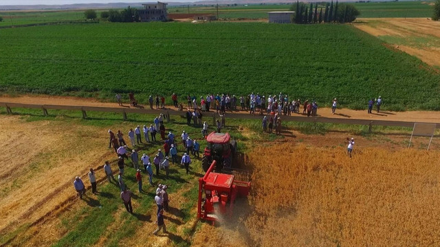 Şanlıurfa'da aspir yetiştirilebilecek