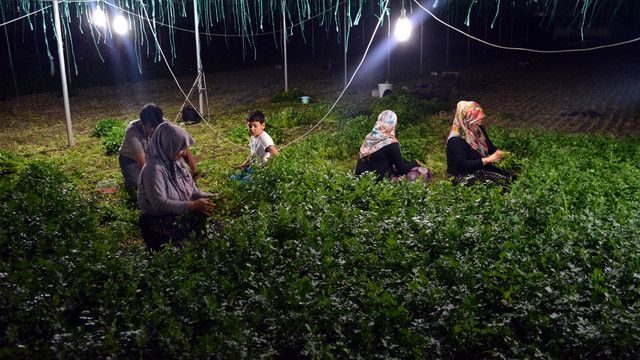 Sıcaktan bunalan seracılar gece çalışıyor