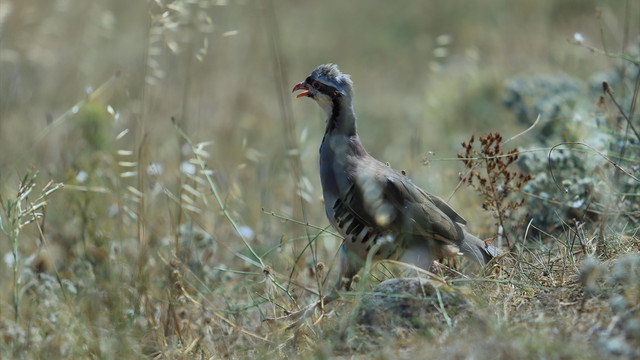 Tekirdağ'da doğaya salınan yaban hayvanları