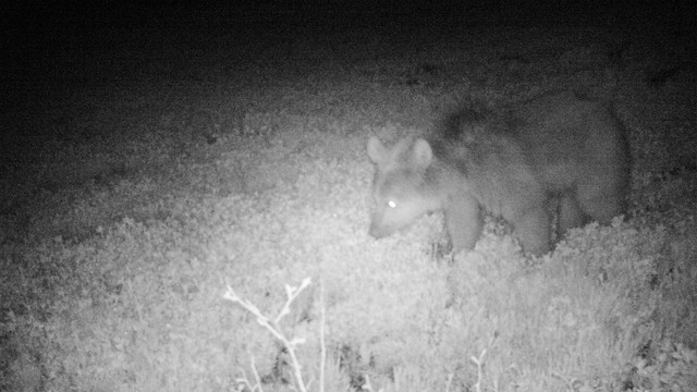 Yaban hayatı fotokapanla izleniyor