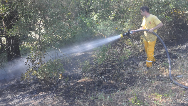 Yalova'da orman yangını
