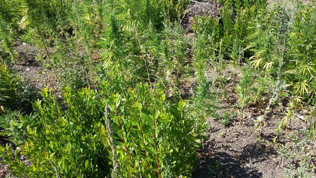 Yanan alanda bin 850 kök Hint keneviri bulundu