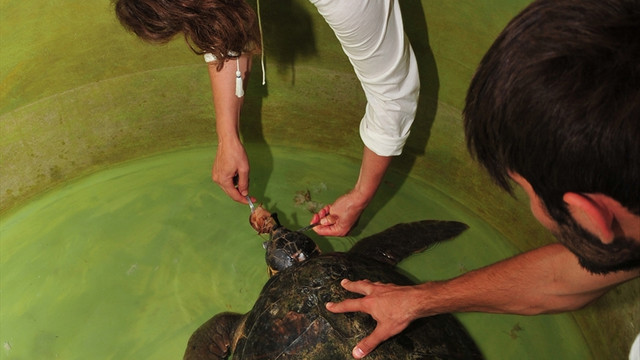 Yaralı caretta carettalara burundan sonda takıldı