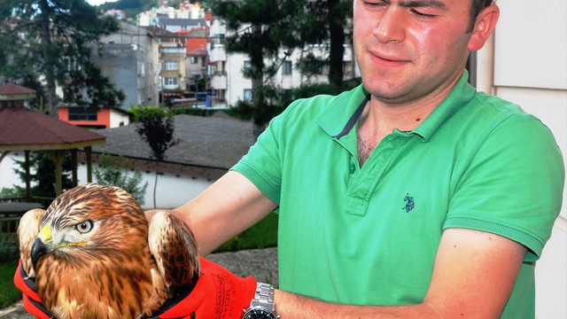 Yaralı kızıl şahin koruma altında