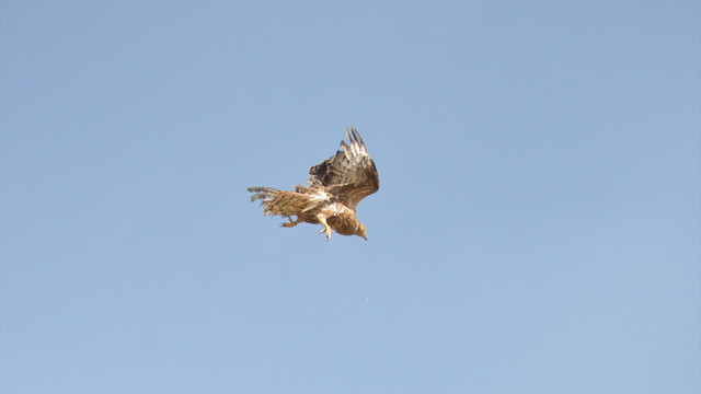 Yaralı şahin tedavi edildi