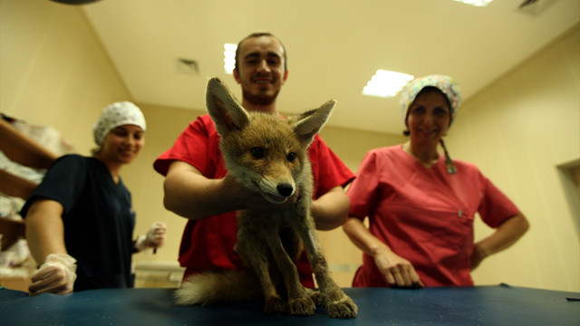 Yaralı tilki yavrusu tedavi ediliyor