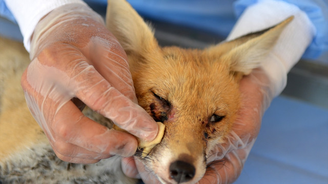Yaralı yavru tilki tedavi ediliyor