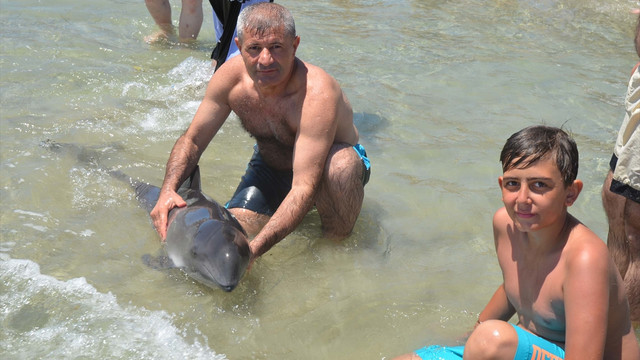 Yaralı yunus Gelibolu sahiline geldi