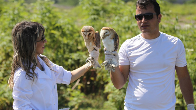 Yavru baykuşlar doğaya salındı
