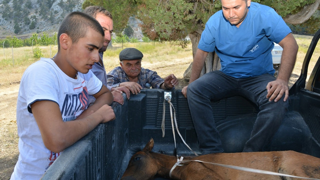Yayladaki 9 atın tüfekle öldürülmesi