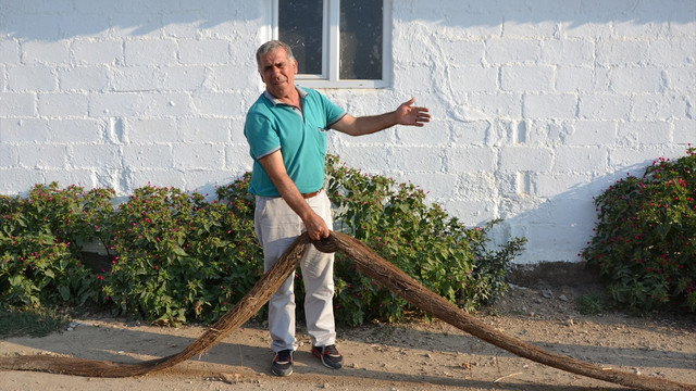 26 metre uzunluğundaki ağaç kökü köy meydanında sergileniyor