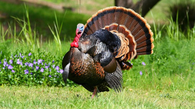 Kuluçkaya yatan erkek hindi civcivlere sahip çıkıyor