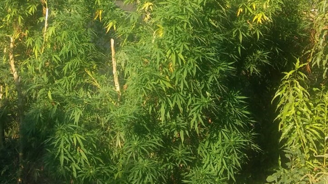 Adana'da uyuşturucu operasyonu