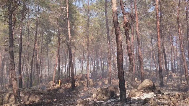 Alanya'da orman yangını