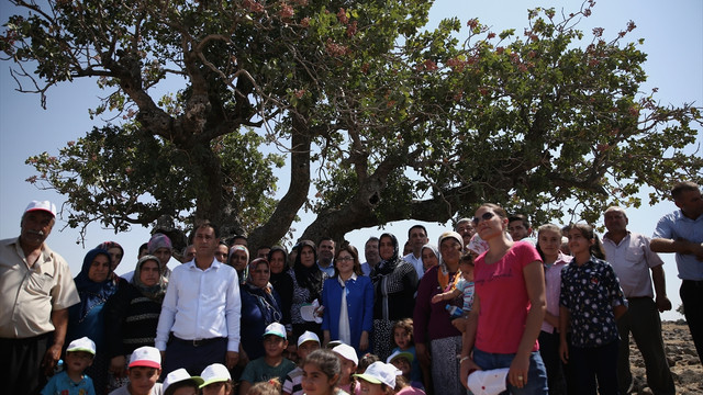 Antep fıstığı hasadı asırlık ağacın önünde başladı