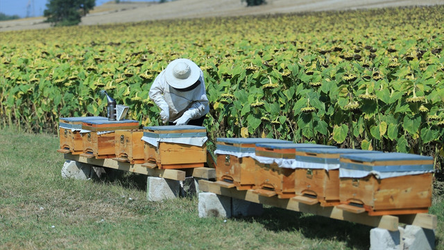 Arıcılığa destek, tarımsal verimi arttıracak