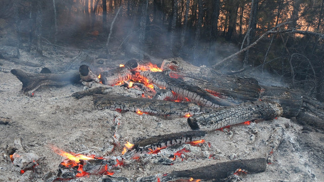 Balıkesir’de orman yangını