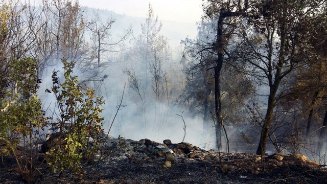 Bilecik'teki orman yangını