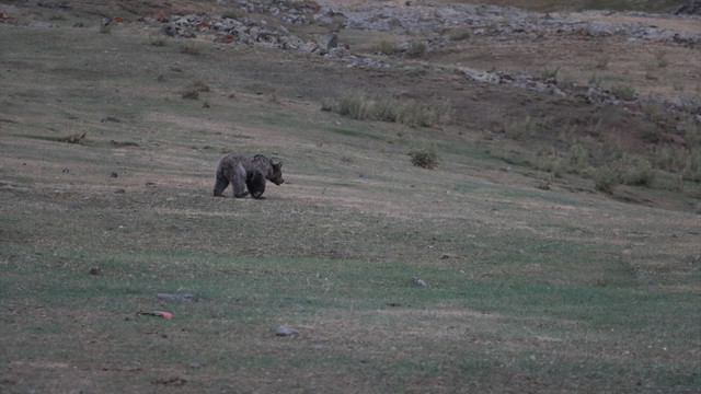 Bitkin yavru ayıya vatandaşlar sahip çıktı