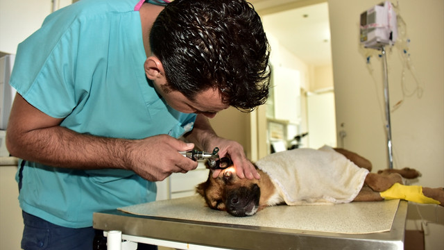 Bodrum'da köpeklerin zehirlendiği iddiası