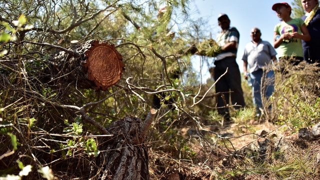 Bodrum'da planlanan katı atık depolama tesisinde ağaç kesimi