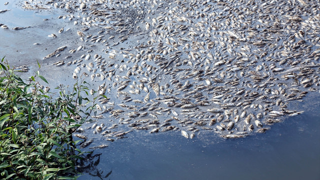 Bolu'da toplu balık ölümleri