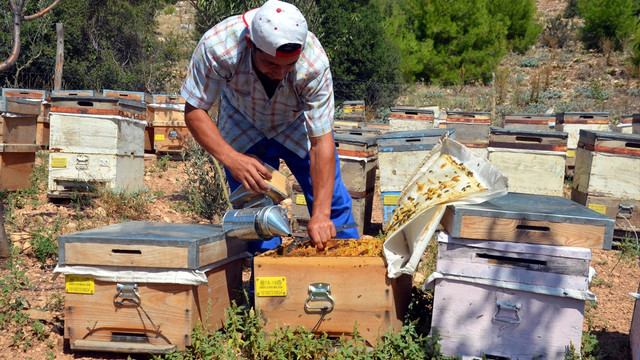 Burdur'da lavanta balı üretimi başladı