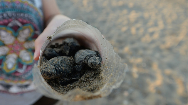 Caretta carettalar denizle buluşuyor