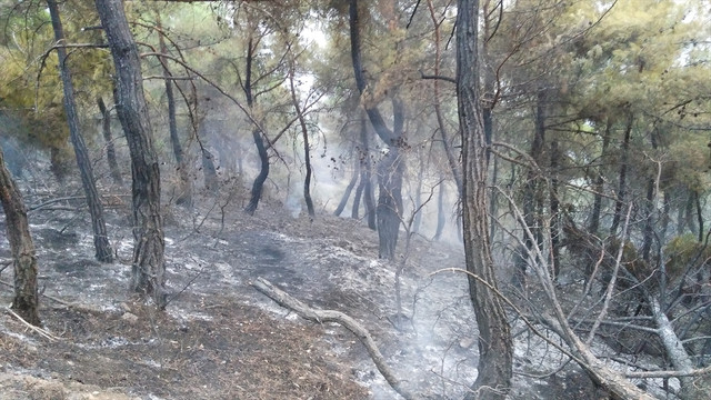 Çorum'daki orman yangını