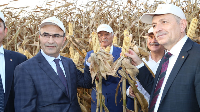 Çukurova'da mısır hasat şenliği