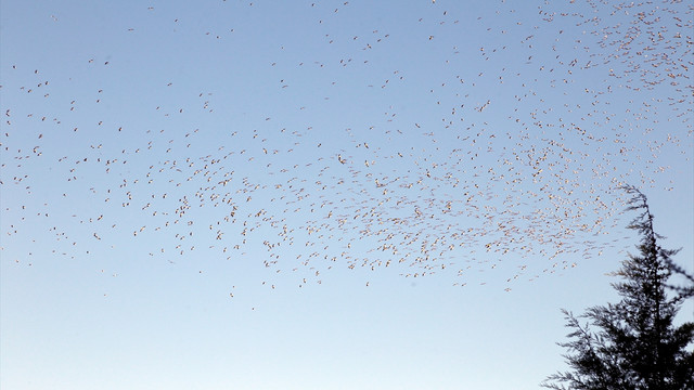 Eskişehir'de leyleklerin göçü