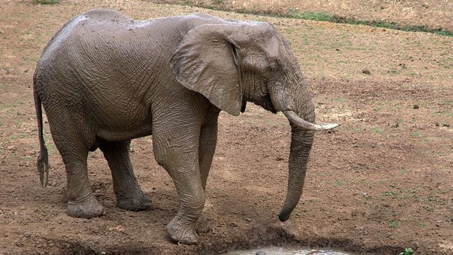 Kansere yakalanmayan hayvanlar