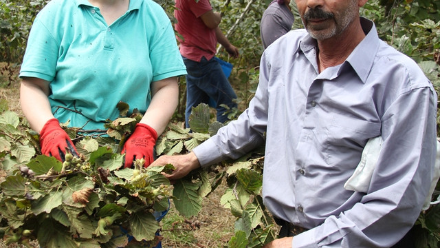 Giresun'da fındık hasadı başladı