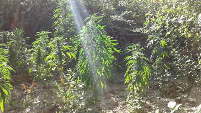 Jandarma uyuşturucuyu uydudan buldu