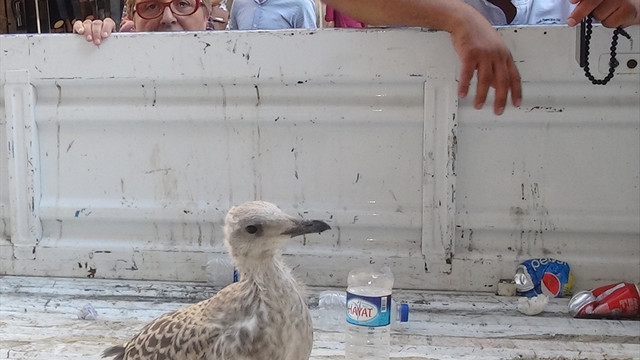 Kanadı kırık yavru martıya ilgi