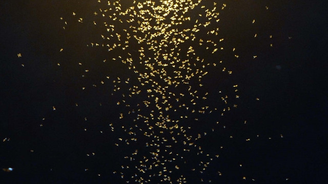 Kelebekler ölüm uçuşu olan son yolculuklarına çıktı