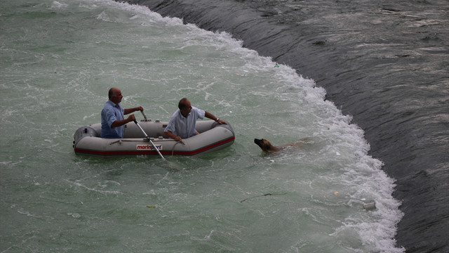 Kelkit Çayı'na düşen köpek botla kurtarıldı