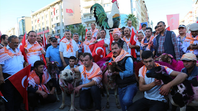 Kınalı koçlarla kortej yürüyüşü